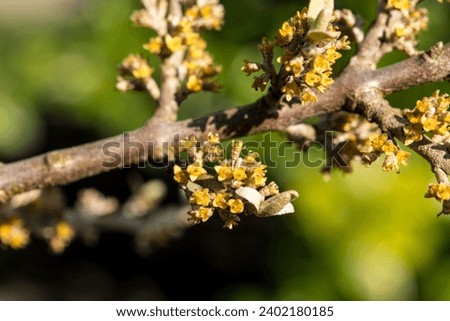 Tiny flowers of the shrub Shepherdia argentea 