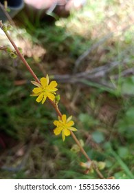 Tiny Flowers which will found in Forest area and forming field