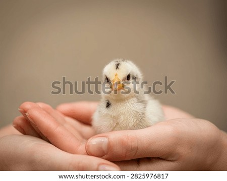 Tiny fluffy baby chick resting calmly in cupped hands