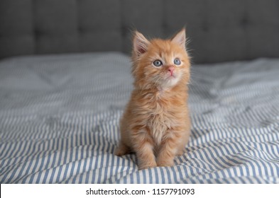 365 Buff kitten Images, Stock Photos & Vectors | Shutterstock