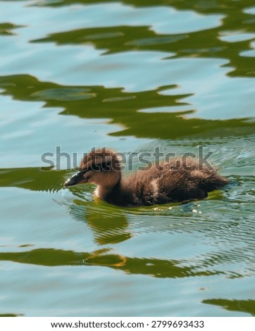 A tiny fluffy duckling swimming alone in a pond with bright ripples and reflections on the green water surface.