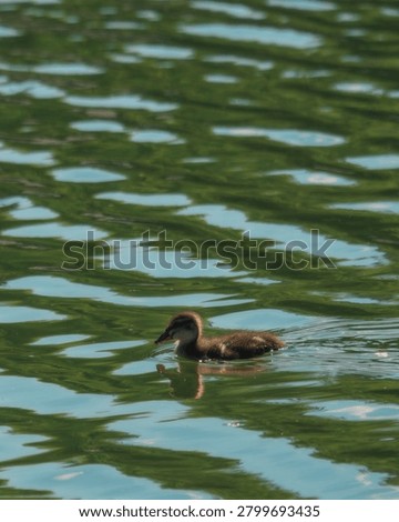 A tiny fluffy duckling swimming alone in a pond with bright ripples and reflections on the green water surface.