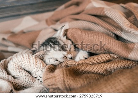 A tiny, fluffy kitten is nestled deeply within soft, warm blankets, enjoying a peaceful slumber