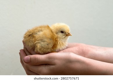 Tiny fluffy newborn chick being held gently in human hands. A close-up image of a person's cupped hands safely holding a cute, small yellow baby chick against a light neutral background.