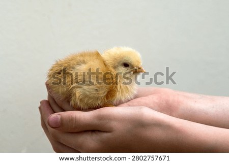 Tiny fluffy newborn chick being held gently in human hands. A close-up image of a person's cupped hands safely holding a cute, small yellow baby chick against a light neutral background.
