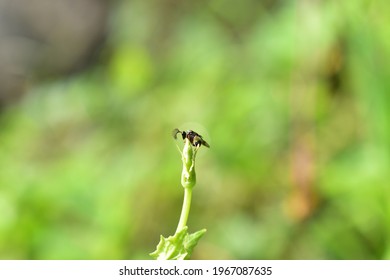 a tiny fly maybe a bee or a wasp 