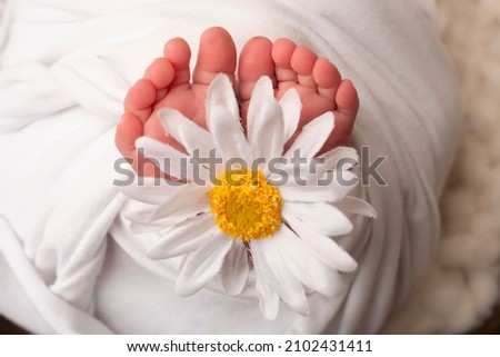 The tiny foot of a newborn. Soft feet of a newborn in a white blanket with white chamomile flower. Close up of toes, heels and feet of a newborn baby. Studio Macro photography. Woman's happiness. 