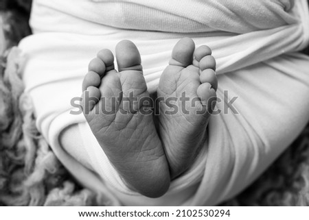 The tiny foot of a newborn. Soft feet of a newborn in a blanket. Close up of toes, heels and feet of a newborn baby. Studio Macro photography. Woman's happiness. Concept. Black and white.