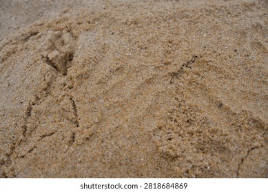 Tiny footprints remain on sandy beach surface