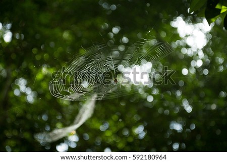 Similar – Image, Stock Photo Deep forests Calm Freedom