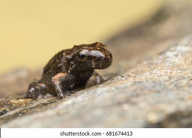 A tiny frog, 1 cm in size