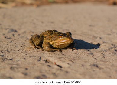a tiny frog basking in the sun