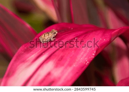 A tiny frog close up