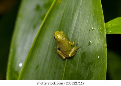 Tiny frog on a blade of grass.
