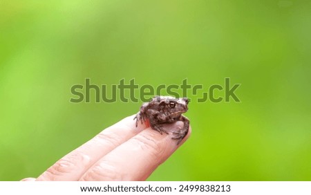 A tiny frog on human hand.