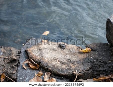 A tiny frog on a large rock brings life to an otherwise dull and drab landscape. Surrounded by a clear peacefully flowing river, the frog seems content. Bokeh.
