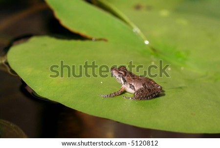 A tiny frog on a lily pad.