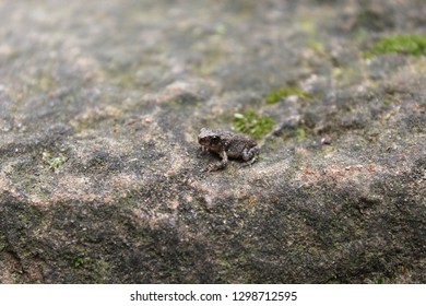 Tiny frog on a rock
