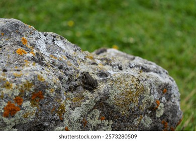 Tiny frog on the rock in the summer meadow