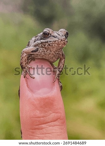 Tiny Frog Perched On Finger in Outdoor Nature Setting, Macro Close-Up Portrait