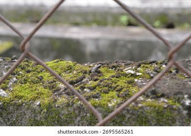 A tiny frog sits on a rock covered in moss 