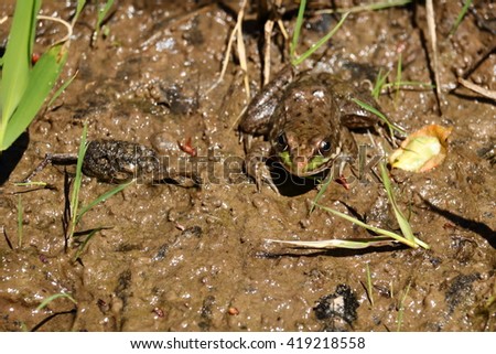 Tiny Frog Sitting on a Muddy Creek Bank