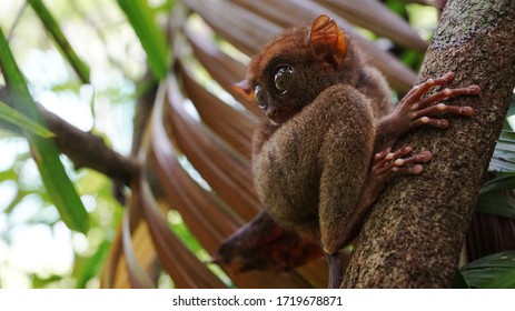 tiny fury  philippines tarsier sit on tree branch in rainforest, wildlife, exotic endangered type of animals, need to preserve   endangered animal species, copyspace                            