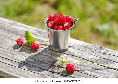 Tiny galvanized bucket filled with freshly picked wild strawberries standing on a rustic wooden table outdoors during summer.