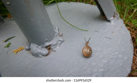 tiny garden snail