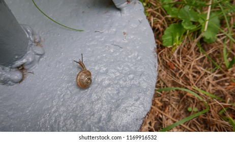 tiny garden snail