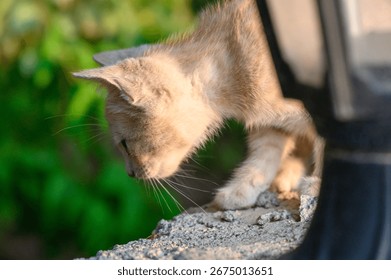 Tiny ginger kitten perched on a stone wall, looking down curiously, capturing playful and cautious behavior.