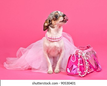 Tiny glamour dog with pink accessories isolated