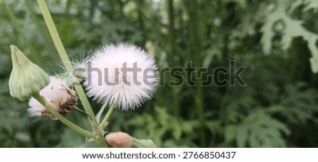 A tiny globe of white puff seeds waits patiently for a breeze to drift away.