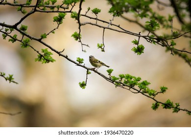 A Tiny Goldcrest Bird Sat In A Tree