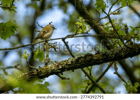 The tiny Goldcrest perched in tree