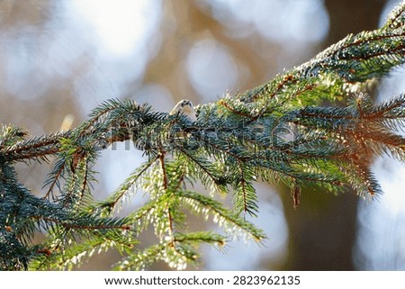 Tiny Goldcrest (Regulus regulus) hiding among the dense needles of a spruce branch