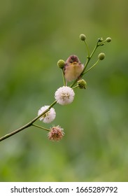 A Tiny Golden Headed Cisticola