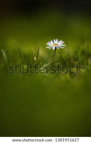 Similar – Daisy meadow daisy Meadow