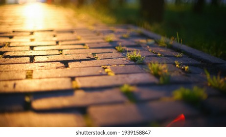 Tiny grass breaks through a concrete slab on sidewalk during sunset or dawn. Beautiful golden sun. Strong will concept