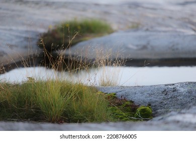 Tiny Grass Growing Up From The Fractions In The Sea Shore Rocks 