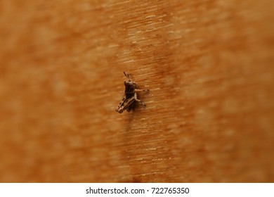 Tiny grasshopper