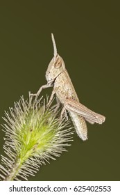 A Tiny Grasshopper Nymph