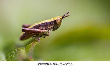 Tiny grasshopper nymph on the tip of a blade of grass.