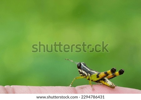 A tiny grasshopper perched on a finger