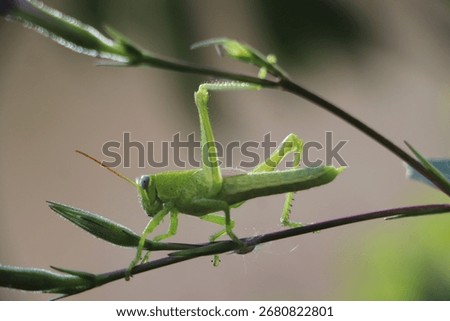 Tiny Grasshopper Sitting on Delicate Flower Twig

Close Up Nature Insect Green Grasshopper on Branch