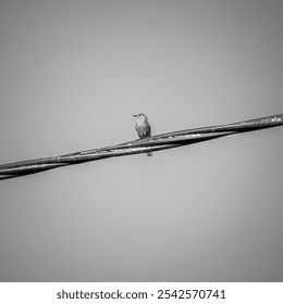 A tiny gray bird perched on metal poles covered with snow