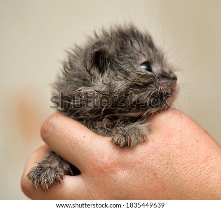 a tiny gray kitten in his hands that just opened his eyes