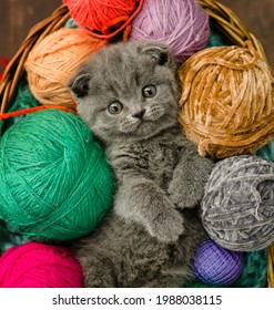 Tiny gray Kitten lies inside a basket on clews of thread. Top down view