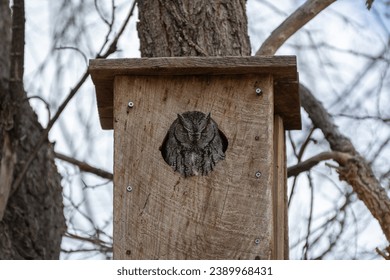 A tiny gray owl rests during the day in the safety of a bird box built high up the trunk of a tree.