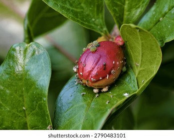 Tiny green aphids crawl across a vibrant red pomegranate fruit bud surrounded by glossy green leaves in a sunny garden.